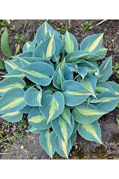 Хоста ’Catherine’